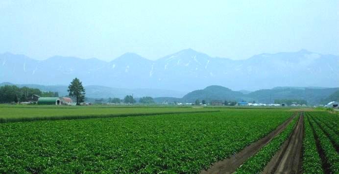 農産物情報　2017年６月21日（十勝岳残雪）