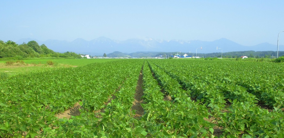 農産物情報　2017年7月14日（いんげん結実開始）