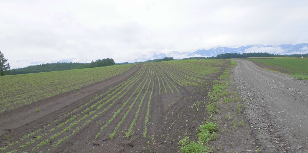 農産物情報　2018年7月2日