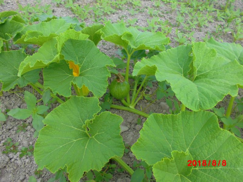 農産物情報 18年8月8日 今日も快晴 びえいフーズ株式会社 北海道産冷凍野菜の専門メーカー