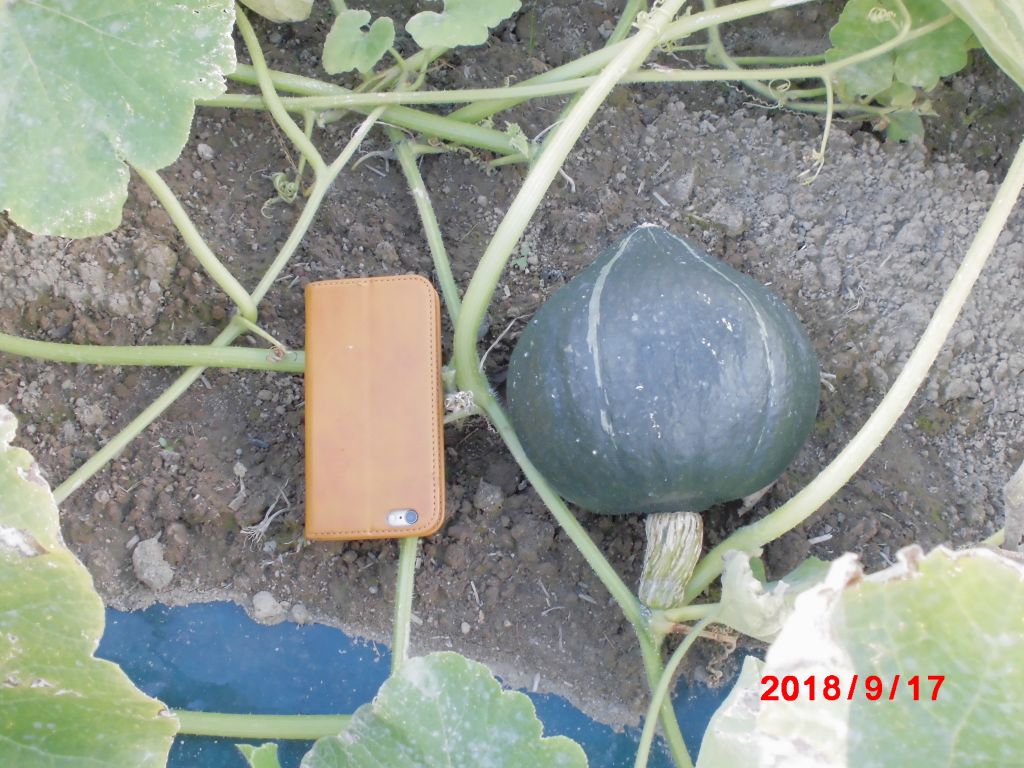 2018091702.jpg