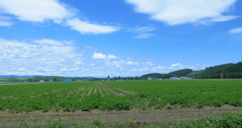 農産物情報　2019年6月19日