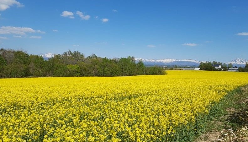 農産物情報 22年5月19日 びえいフーズ株式会社 北海道産冷凍野菜の専門メーカー