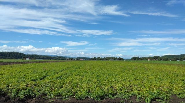 2023年 北海道 で収穫した ぬくい 松の実3kg