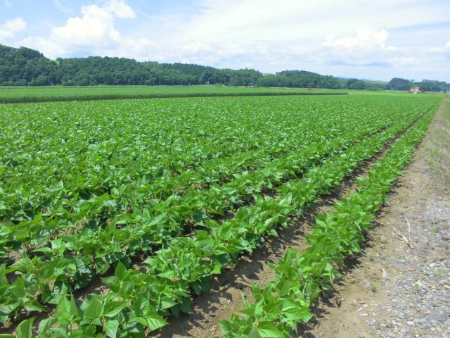 20250526 (いんげん).jpg