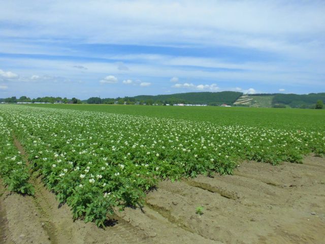20250526 (馬鈴薯).jpg