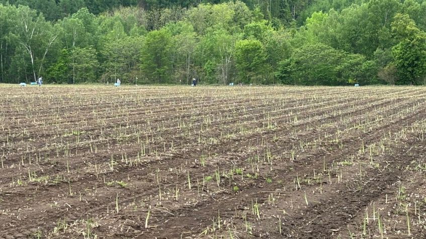農産物情報　２０２６年５月２５日