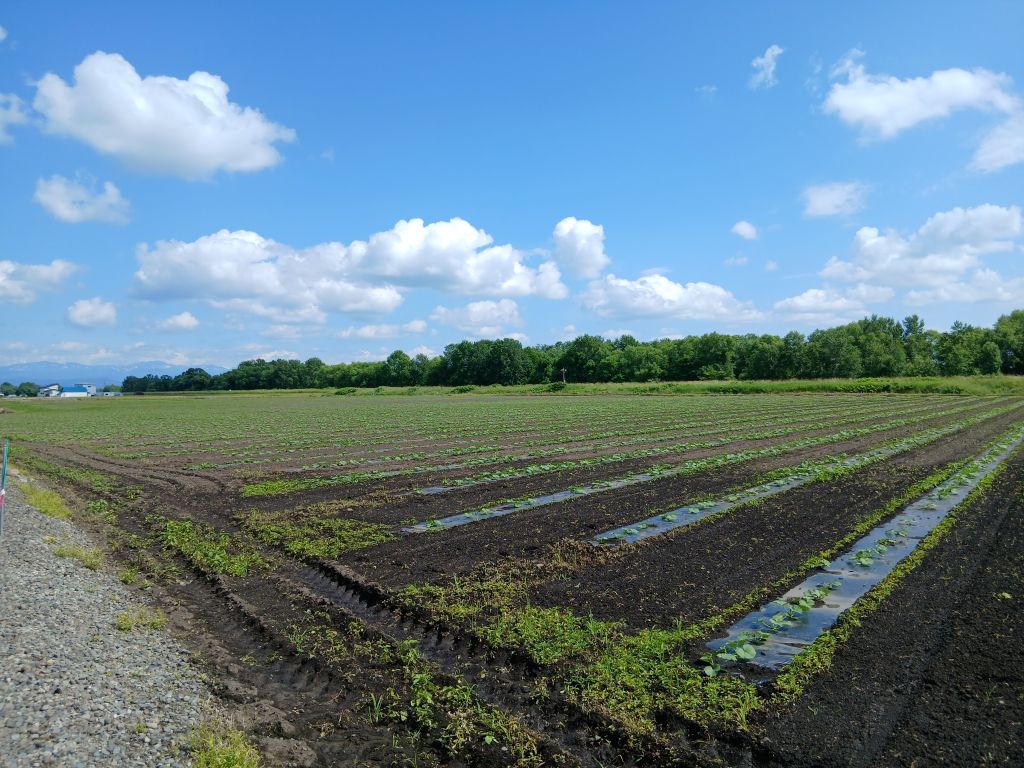 農産物情報2026年6月26日